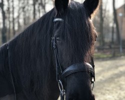 horse Muck (Friesian-Mix, 2008, from Gerland P)