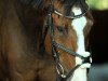 jumper Bonny 711 (Hanoverian, 2003, from Harmony's Baroncelli)