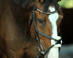 jumper Bonny 711 (Hanoverian, 2003, from Harmony's Baroncelli)