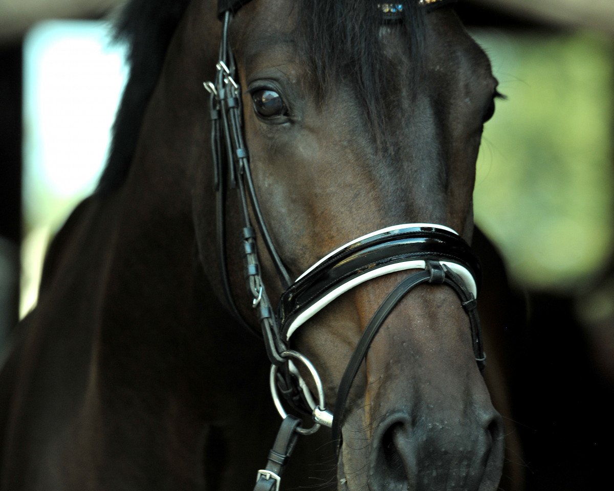 Dressurpferd Rock for me 6 (Oldenburger, 2013, von Rock Forever NRW)
