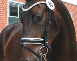 broodmare St.Pr.St. Rockafina SL (Oldenburg, 2012, from Fürstenball)