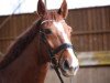 broodmare Face 14 (Hanoverian, 2005, from Falsterbo)