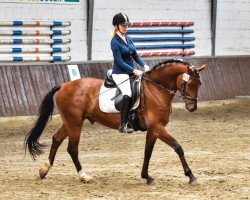 dressage horse Sabo 8 (Hanoverian, 2012, from Sandreo)