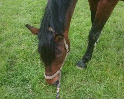 dressage horse Donna Carina (Westphalian, 2003, from Donnerlord)