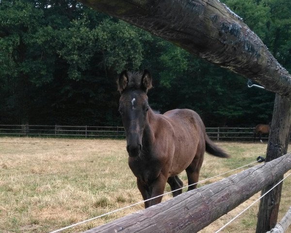broodmare Firefly (Oldenburg, 2018, from For Final)
