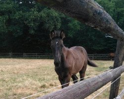 broodmare Firefly (Oldenburg, 2018, from For Final)