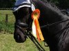 dressage horse Petit Point (German Riding Pony, 2008, from Plaisier)