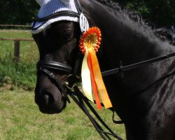 dressage horse Petit Point (German Riding Pony, 2008, from Plaisier)