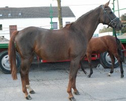 broodmare Lena 384 (Brandenburg, 2002, from Levisto Z)