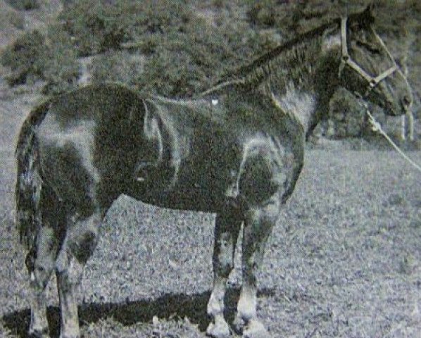 Deckhengst Joe Barrett (Quarter Horse, 1948, von San Siemon)