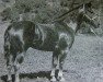 stallion Joe Barrett (Quarter Horse, 1948, from San Siemon)