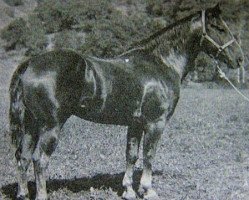 stallion Joe Barrett (Quarter Horse, 1948, from San Siemon)