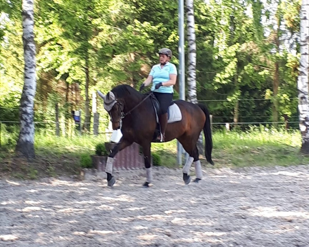 Dressurpferd Duke of Dresden (Westfale, 2008, von Dresden Mann)