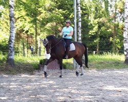 dressage horse Duke of Dresden (Westphalian, 2008, from Dresden Mann)