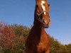 dressage horse Faustino N (Westphalian, 1996, from Foxtrott)