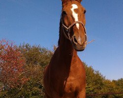 dressage horse Faustino N (Westphalian, 1996, from Foxtrott)