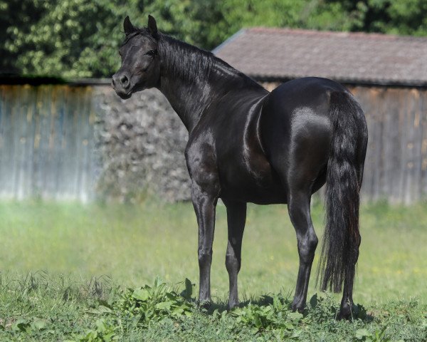 broodmare Miss Milli (Trakehner, 2013, from E.H. Millennium)