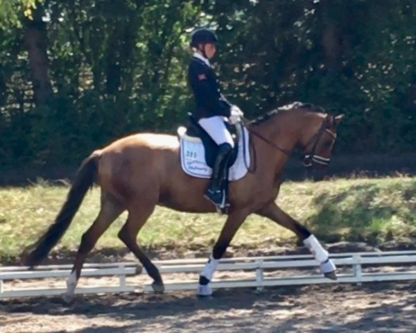 dressage horse Daily Dancer (German Riding Pony, 2015, from FS Don't Worry)