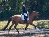 Pferd Daily Dancer (Deutsches Reitpony, 2015, von FS Don't Worry)