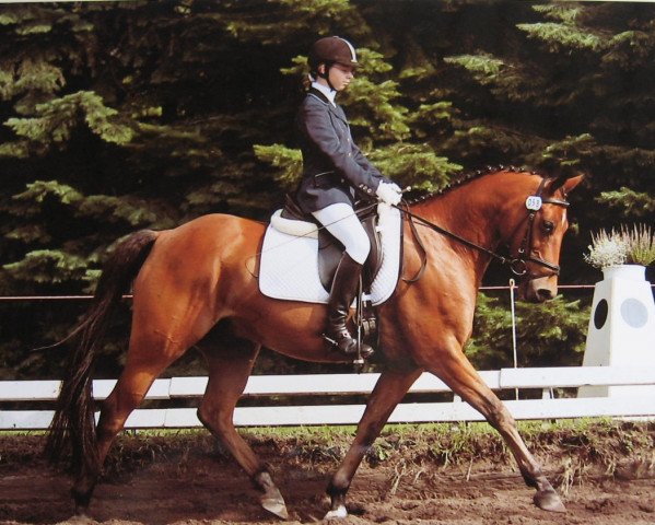 Springpferd Beaute 4 (Deutsches Reitpony, 1997, von Brillant)