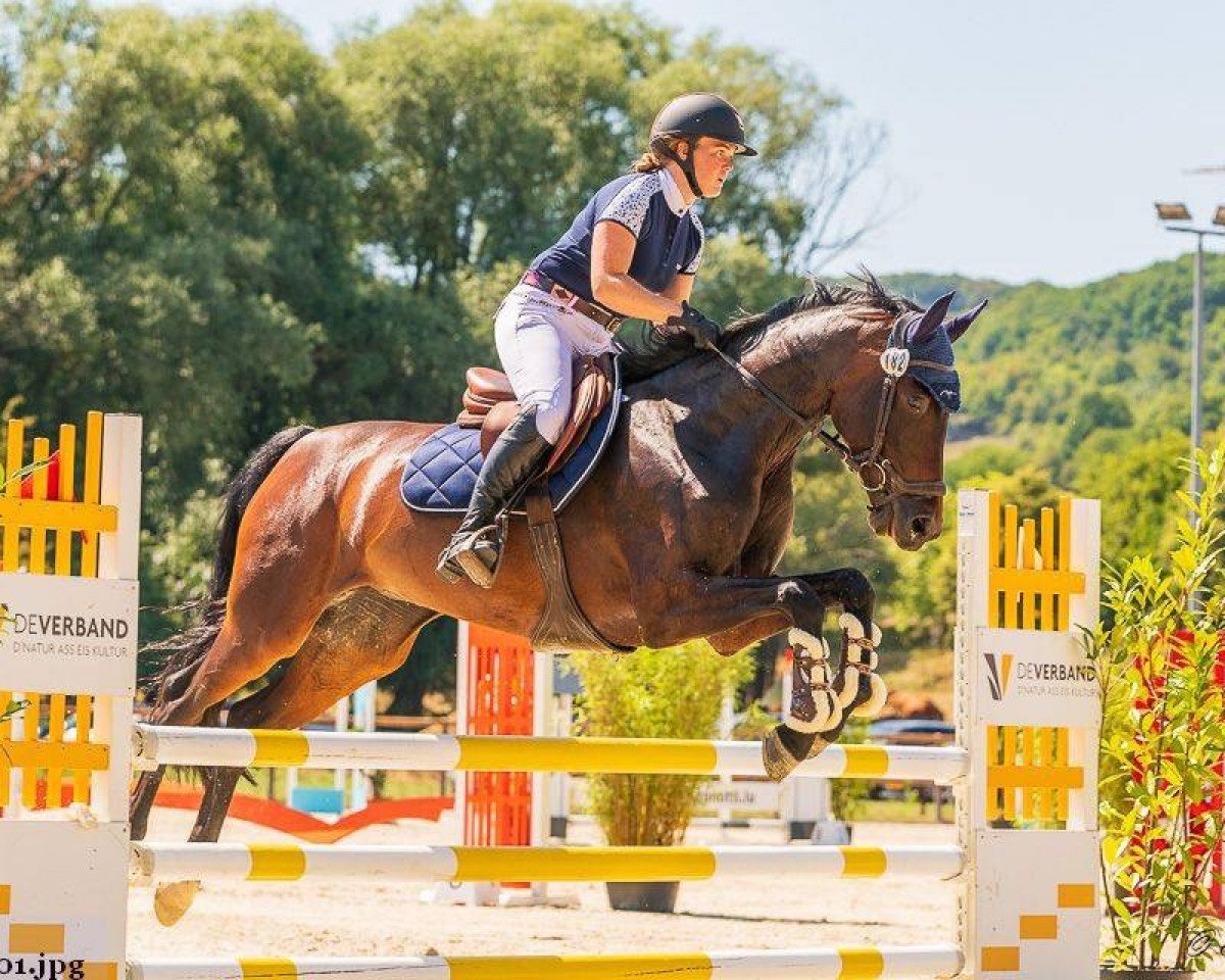 jumper Desmy de Semilly (Westphalian, 2011, from Diarado)