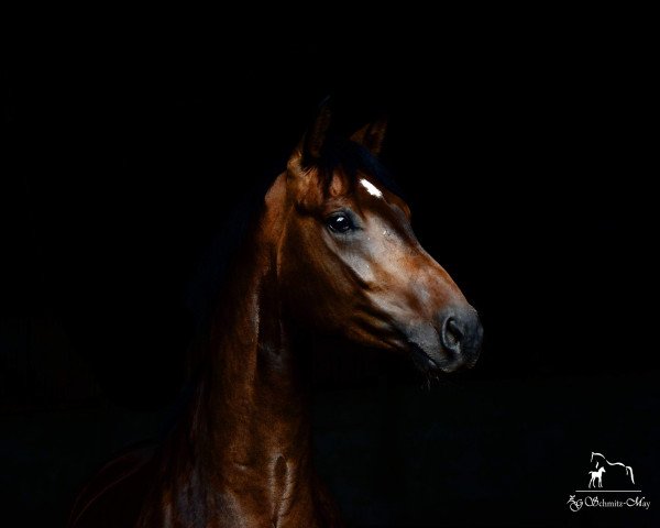 dressage horse Falco (Oldenburg, 2015, from Franziskus FRH)
