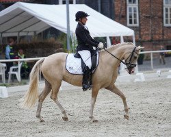 dressage horse My Mellow Peach (German Riding Pony, 2011, from The Braes My Mobility)