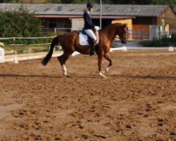 dressage horse Domenik 20 (German Sport Horse, 2011, from Dambach)