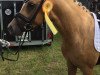 dressage horse Tackmanns Noble Cake (German Riding Pony, 2014, from Heidbergs Nancho Nova)