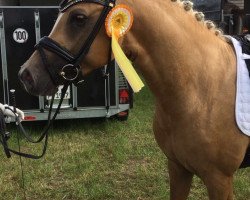 Dressurpferd Tackmanns Noble Cake (Deutsches Reitpony, 2014, von Heidbergs Nancho Nova)