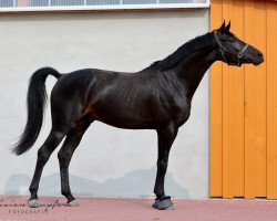 dressage horse Fiônn d‘Or (Hanoverian, 2015, from Finest)