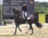 stallion Beaulieu 2 (Oldenburg, 2010, from Blue Hors Bentley)