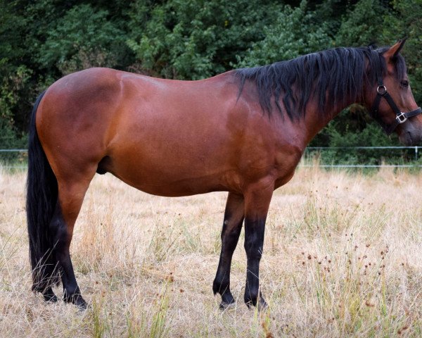 Pferd Connemara (Connemara-Pony, 2015)