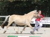 broodmare Kjölla (Fjord Horse, 2004, from Rånn N.2659)