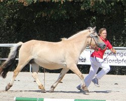 broodmare Kjölla (Fjord Horse, 2004, from Rånn N.2659)