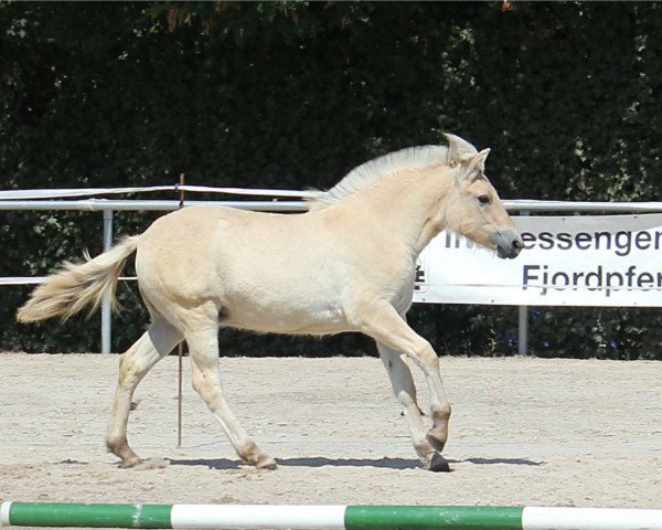 Dressurpferd Kjandra (Fjordpferd, 2018, von Sandro)