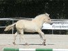 dressage horse Kjandra (Fjord Horse, 2018, from Sandro)