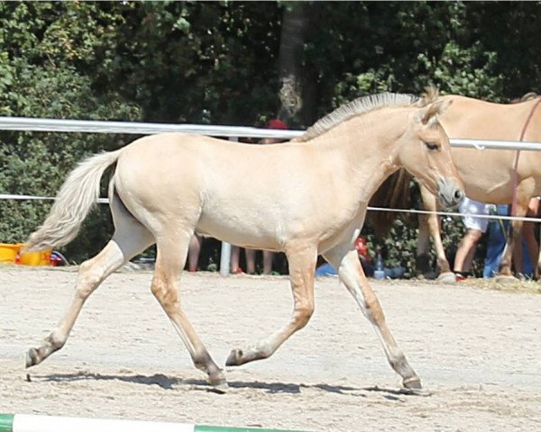 horse Hera (Fjord Horse, 2018, from Ilmar)