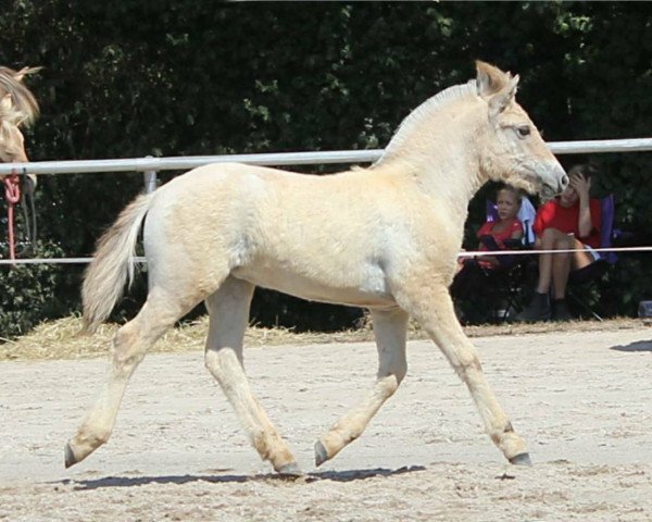 horse Joreen (Fjord Horse, 2018, from Maurids)