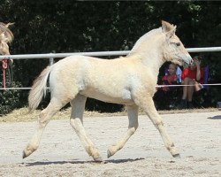 Pferd Joreen (Fjordpferd, 2018, von Maurids)