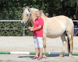 broodmare Marte Granlygaard (Fjord Horse, 2014, from Glibings Ajs FJH 736)