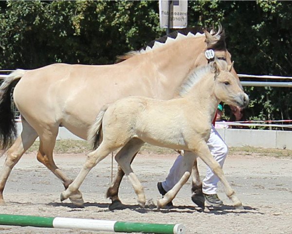 horse Linn (Fjord Horse, 2018, from Maurids)