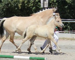 Pferd Linn (Fjordpferd, 2018, von Maurids)