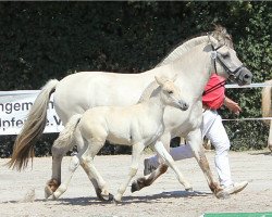 Pferd Juline (Fjordpferd, 2018, von Njord Halsnæs)