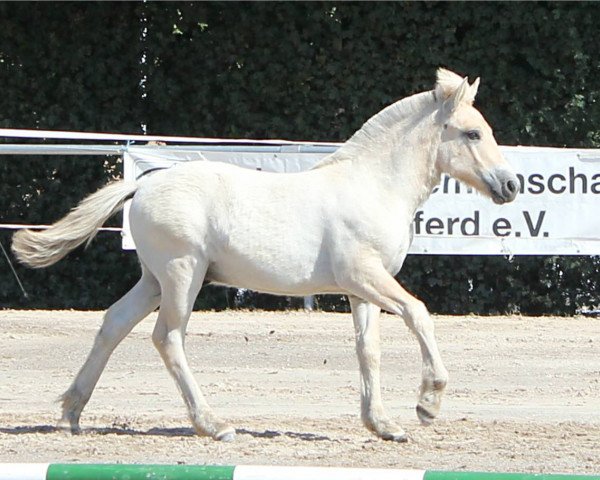horse Glenn (Fjord Horse, 2018, from Golf Gudenå)