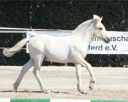 Pferd Glenn (Fjordpferd, 2018, von Golf Gudenå)