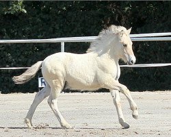 horse Golwin (Fjord Horse, 2018, from Golf Gudenå)