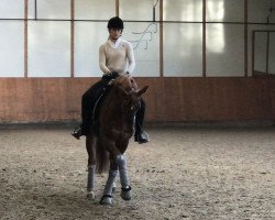 dressage horse Donni Diamond W (Westphalian, 2012, from Dankeschön)