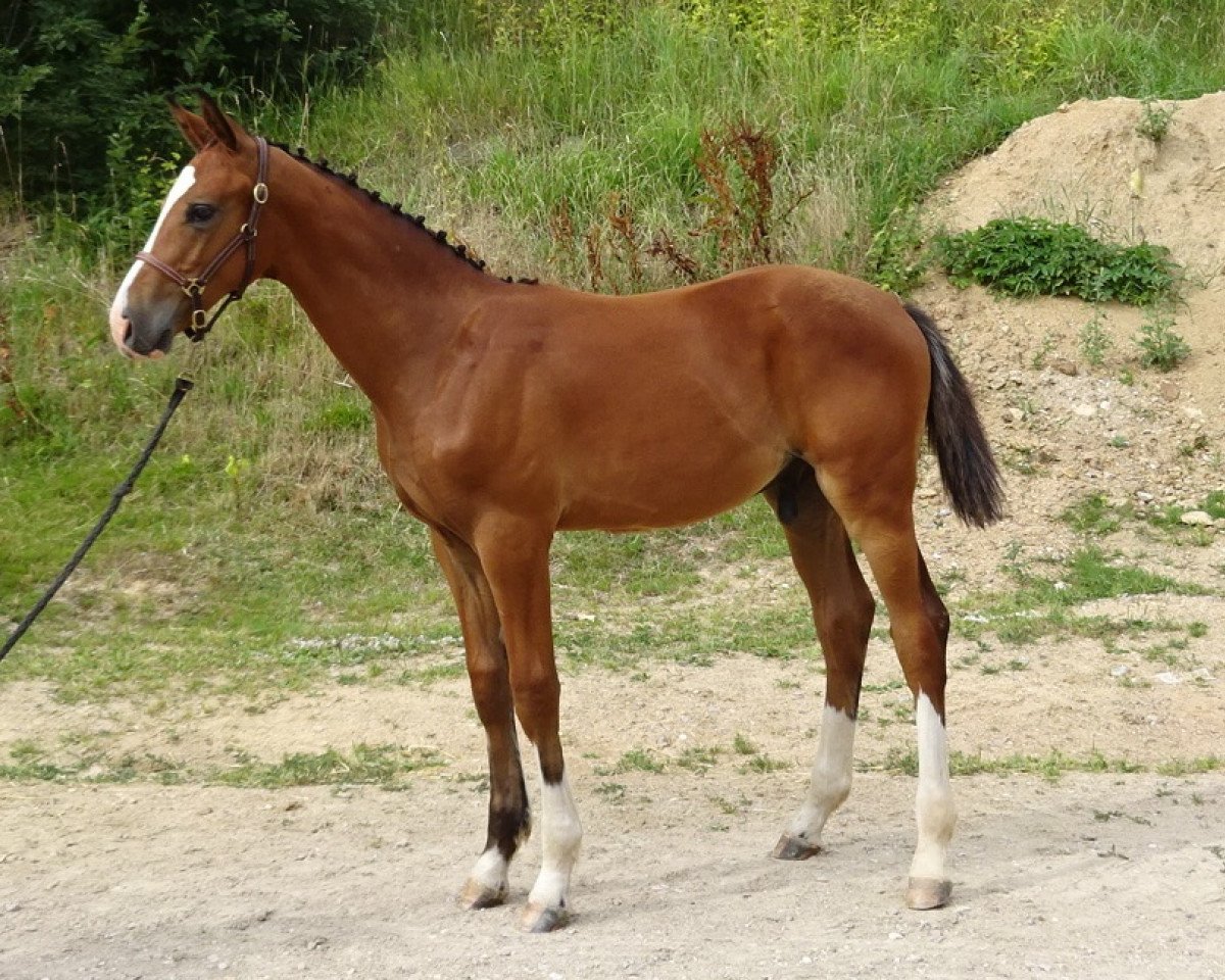 jumper Gigant SL (Bavarian, 2018, from Go-On T.s.)