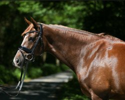 dressage horse Beltona (Westphalian, 2009, from Beltoni)